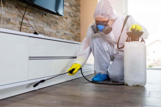 Furniture Pest Control for Maintaining the Beauty and Health of Your Home