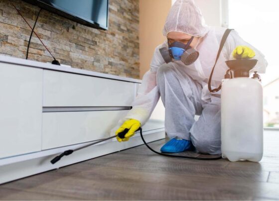 Furniture Pest Control for Maintaining the Beauty and Health of Your Home