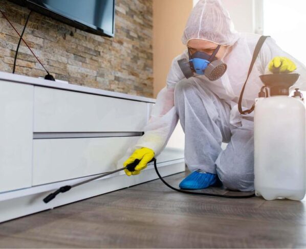 Furniture Pest Control for Maintaining the Beauty and Health of Your Home
